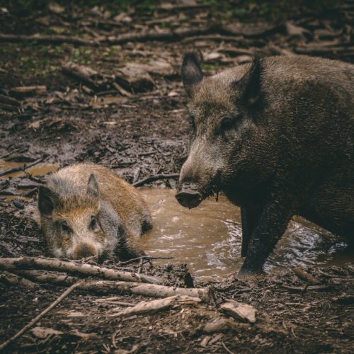 Local farmers benefit from the removal of wild hogs that terrorize GA
Farms. Hunters are guided with experienced night hunters who will
be by your side from beginning to end, ensuring a safe exciting
hunt. Farmers, get the most efficient method of varmint and hog
control possible. The hunters get the hunt of a lifetime with close
encounters with large numbers of wild hogs.
