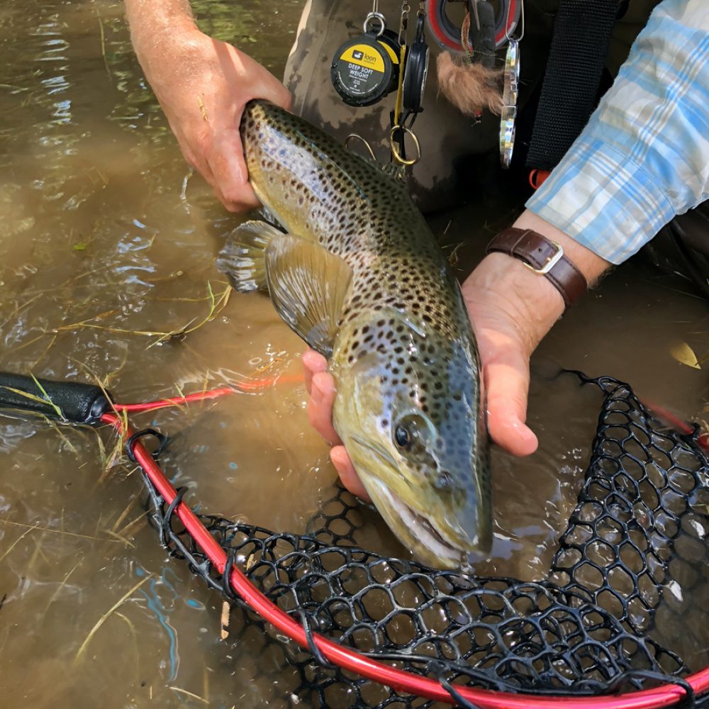 Blue Ridge Georgia Trout Fishing