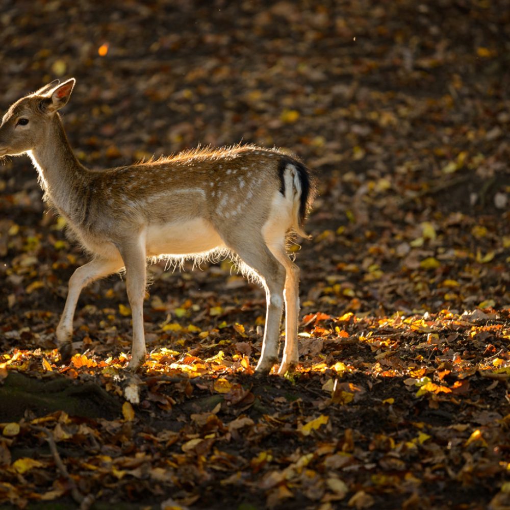 wildlife-research Wildlife Research